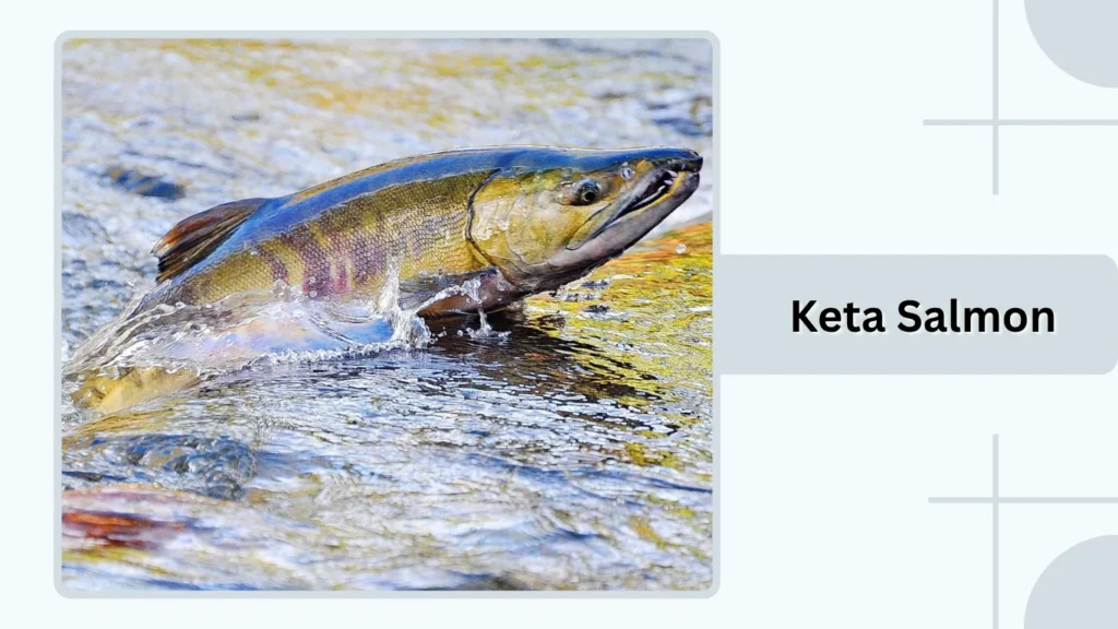 Keta Salmon