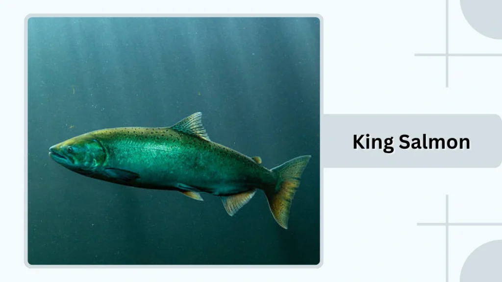 King Salmon