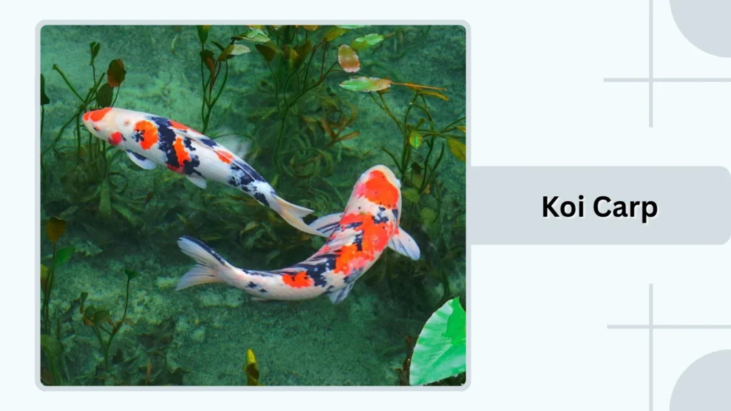 Koi Carp