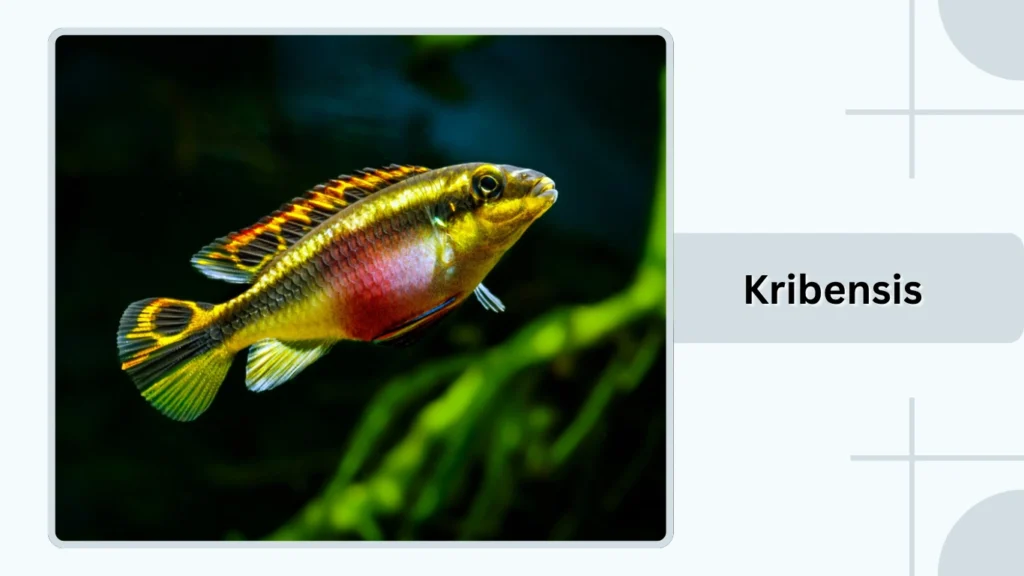 Kribensis