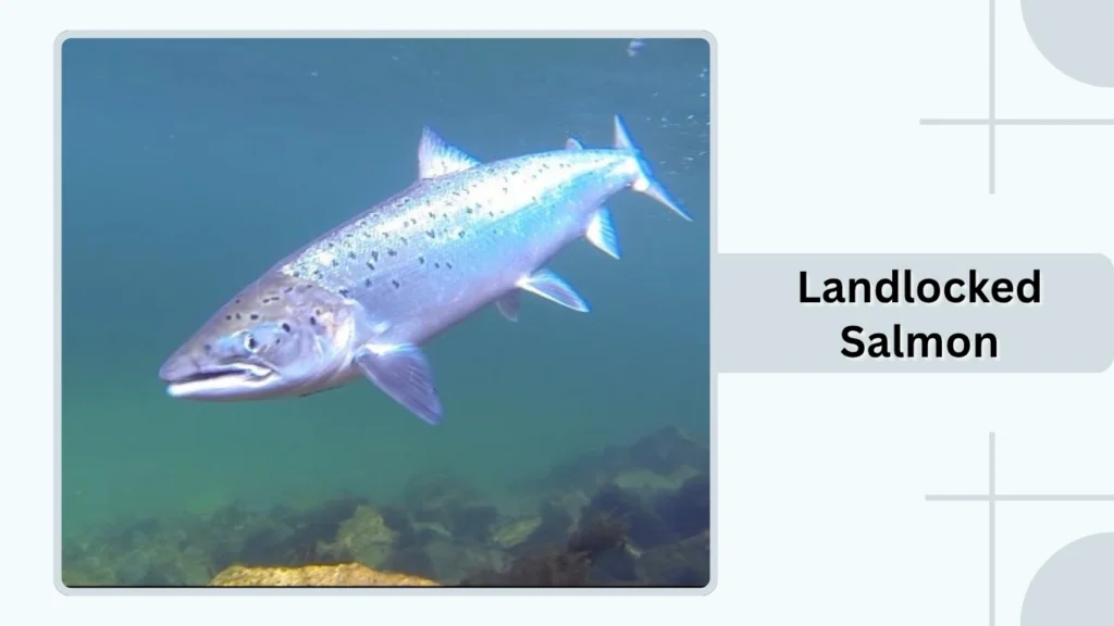 Landlocked Salmon