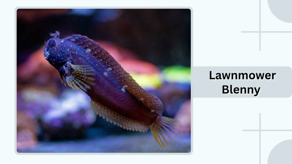  Lawnmower Blenny
