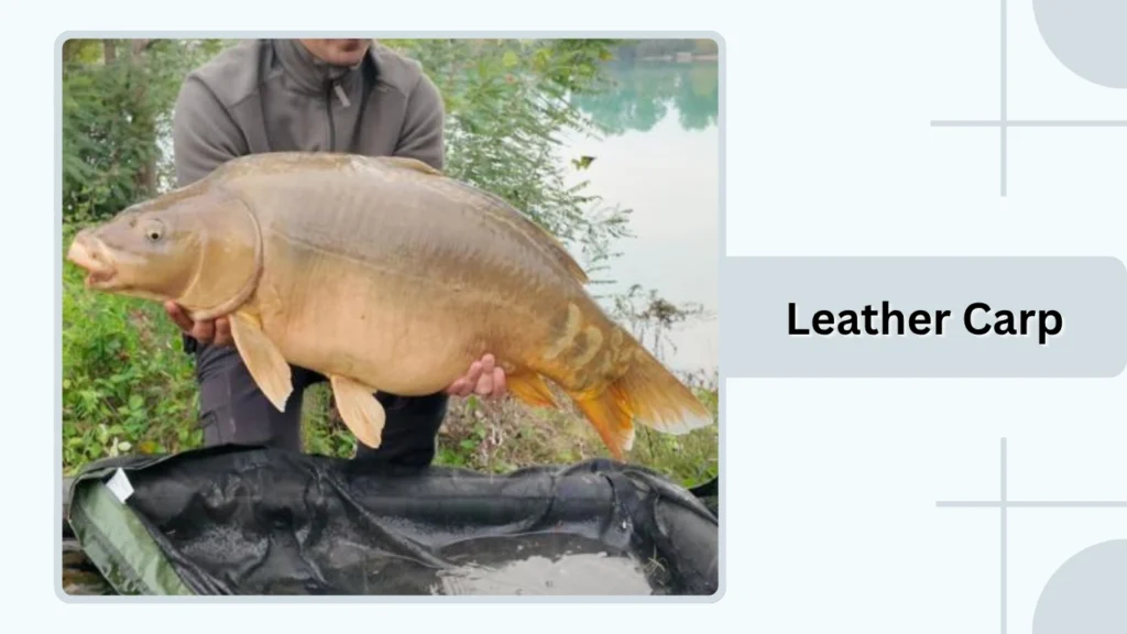 Leather Carp