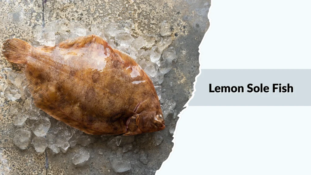 Lemon Sole Fish