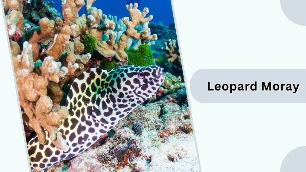 Leopard Moray