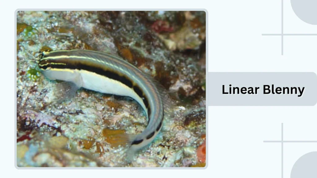  Linear Blenny