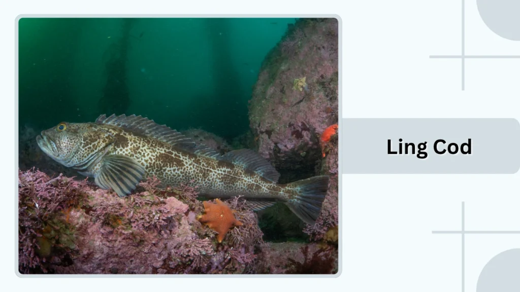 Ling Cod