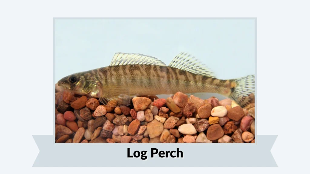 Log Perch