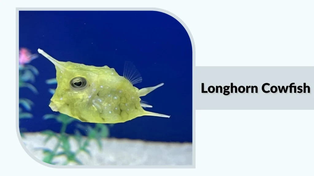 Longhorn Cowfish