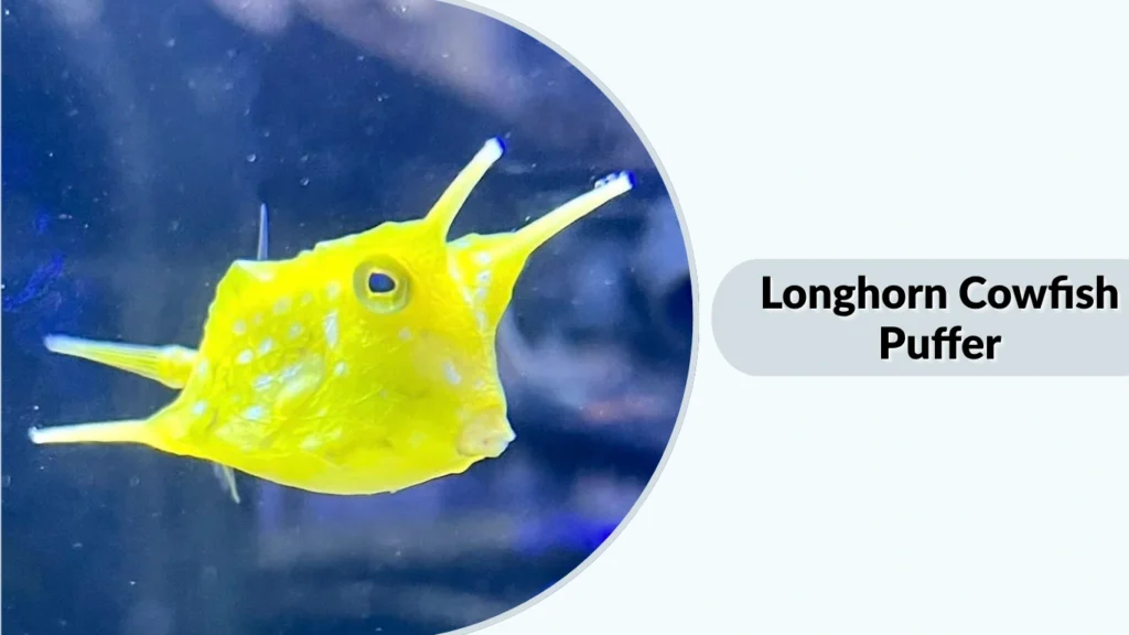 Longhorn Cowfish Puffer
