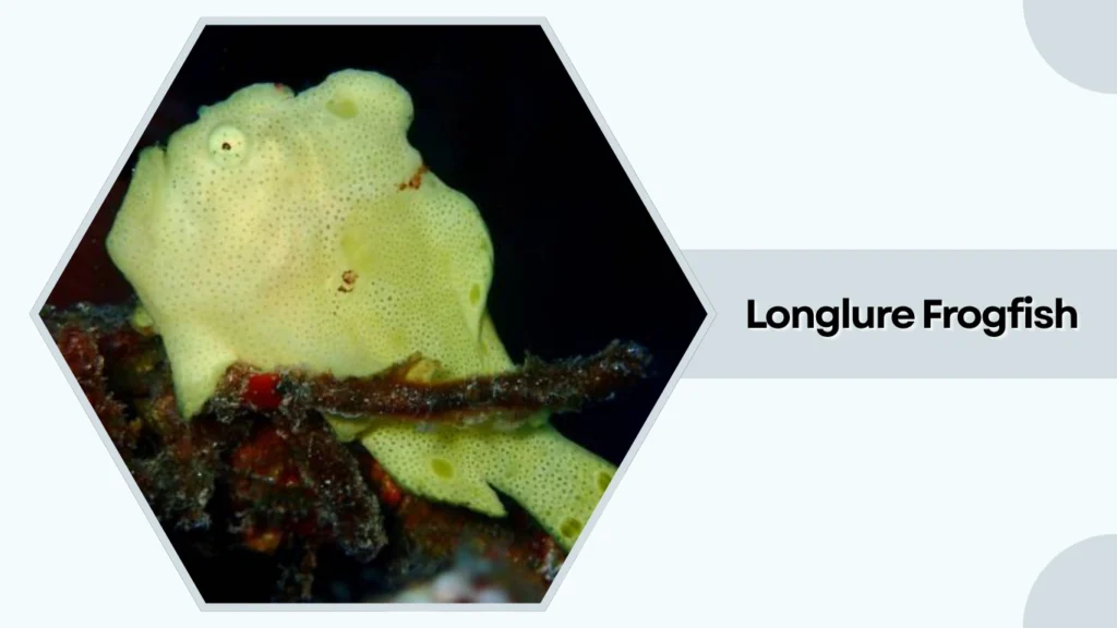 Longlure Frogfish
