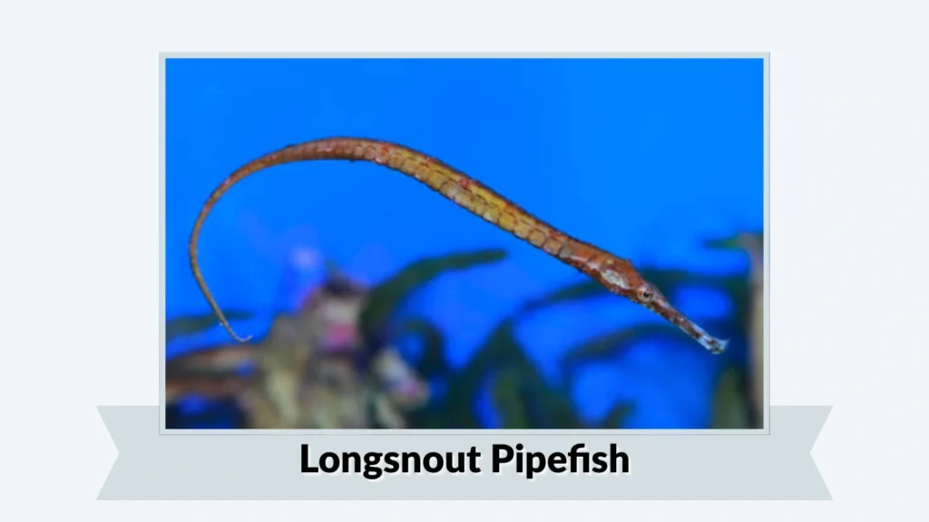 Longsnout Pipefish