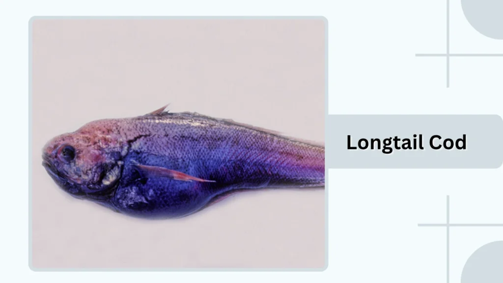 Longtail Cod