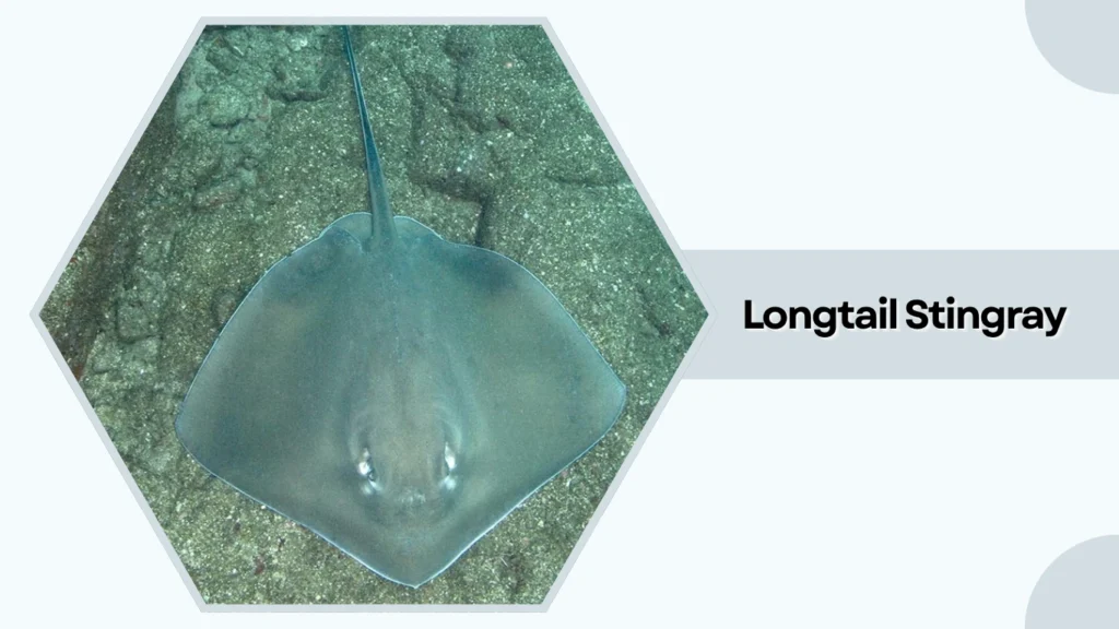 Longtail Stingray