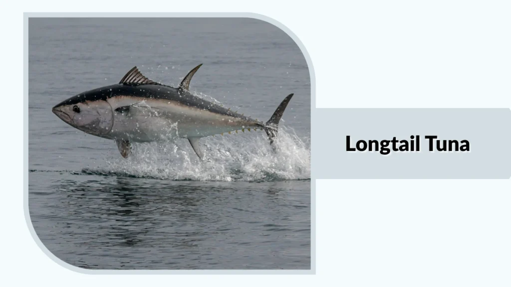 Longtail Tuna
