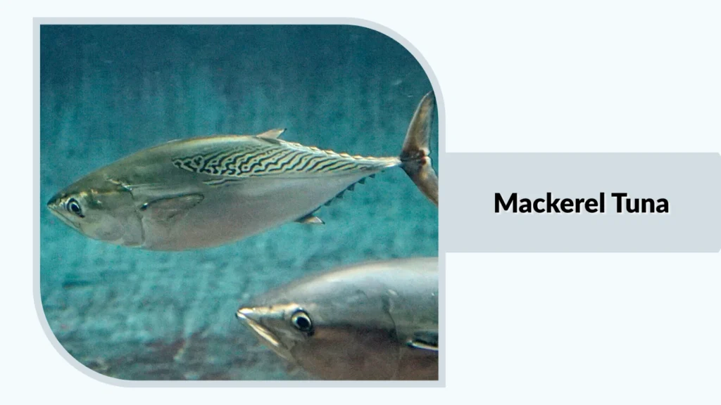 Mackerel Tuna