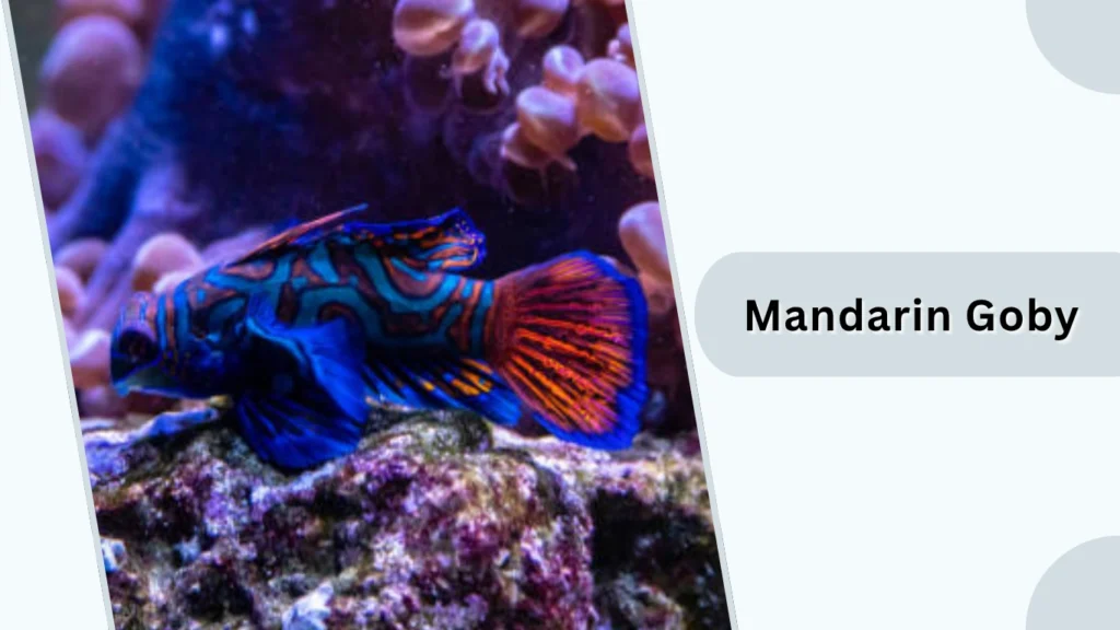 Mandarin Goby