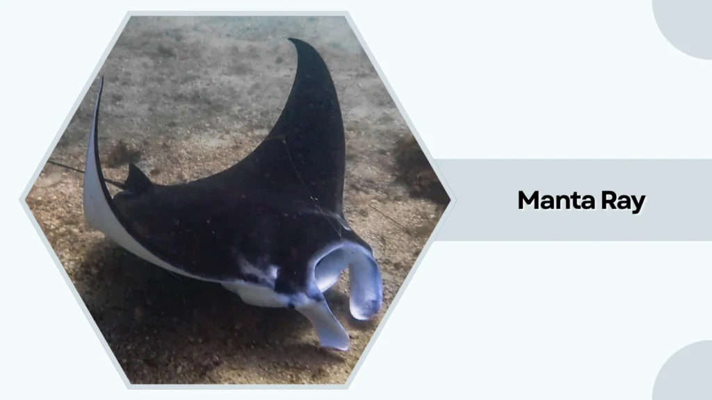 Manta Ray