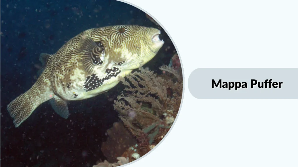 Mappa Puffer
