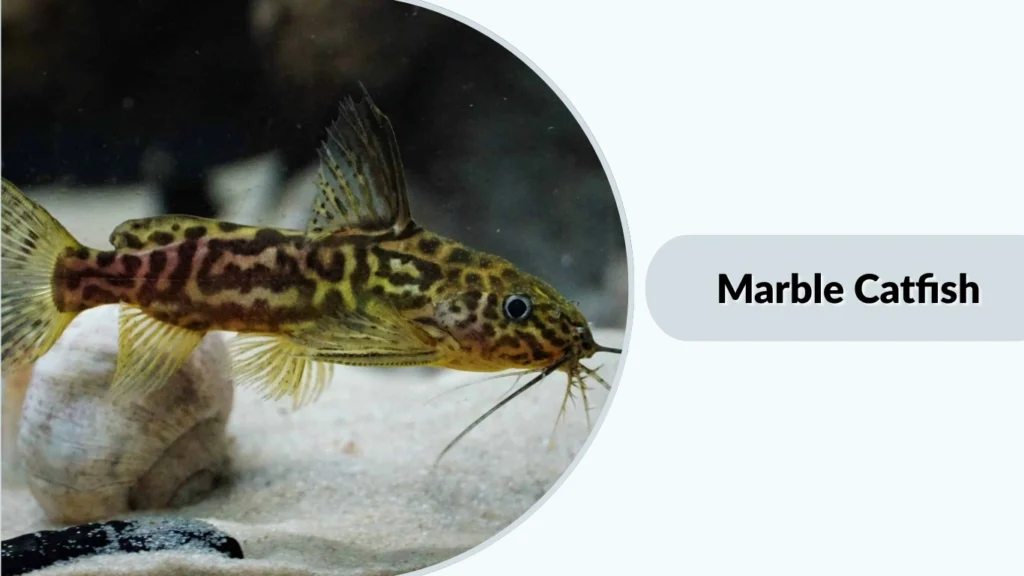 Marble Catfish