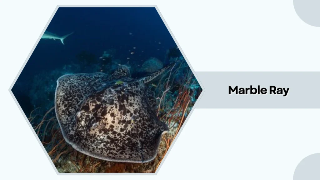 Marble Ray