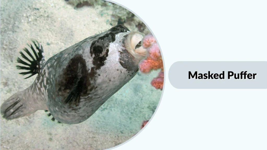 Masked Puffer