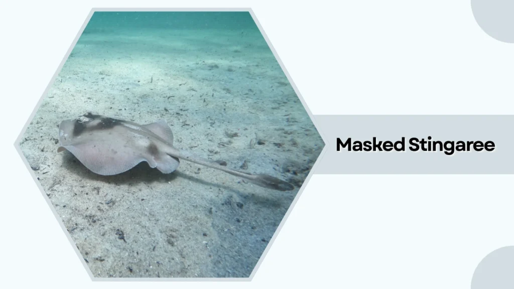 Masked Stingaree