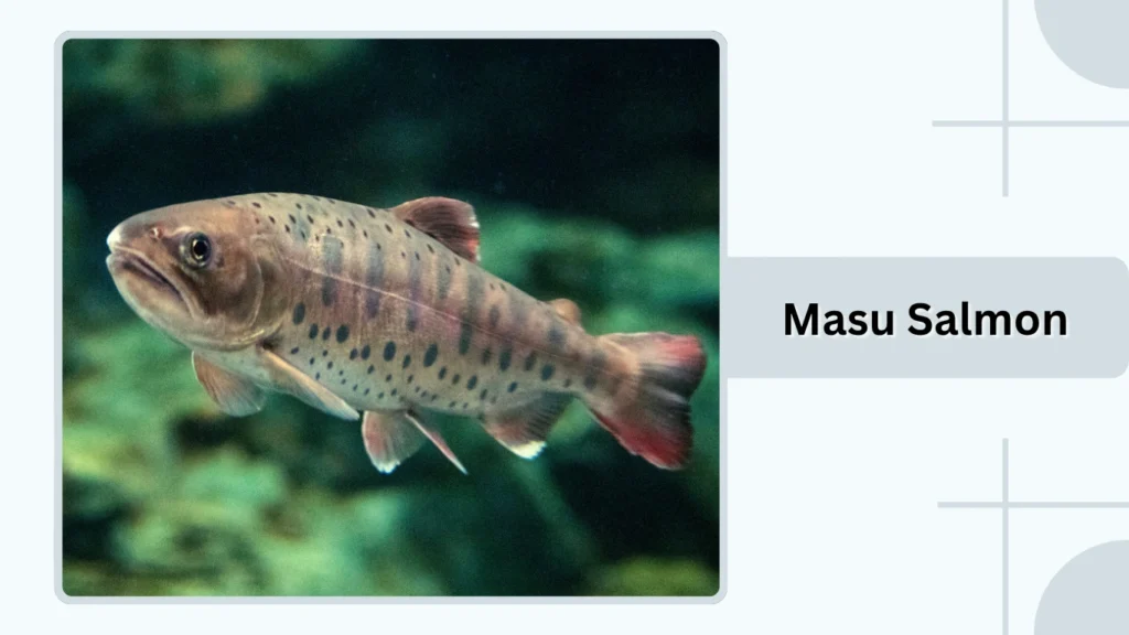 Masu Salmon