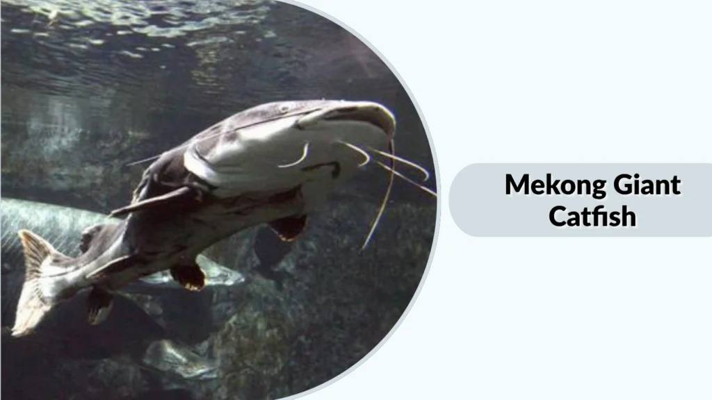 Mekong Giant Catfish