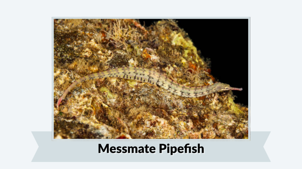 Messmate Pipefish