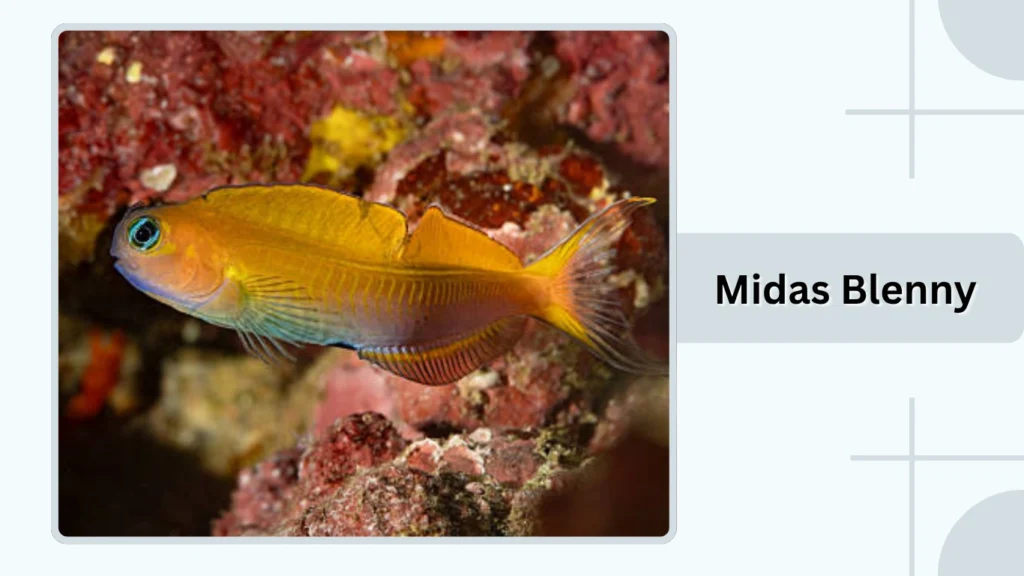 Midas Blenny