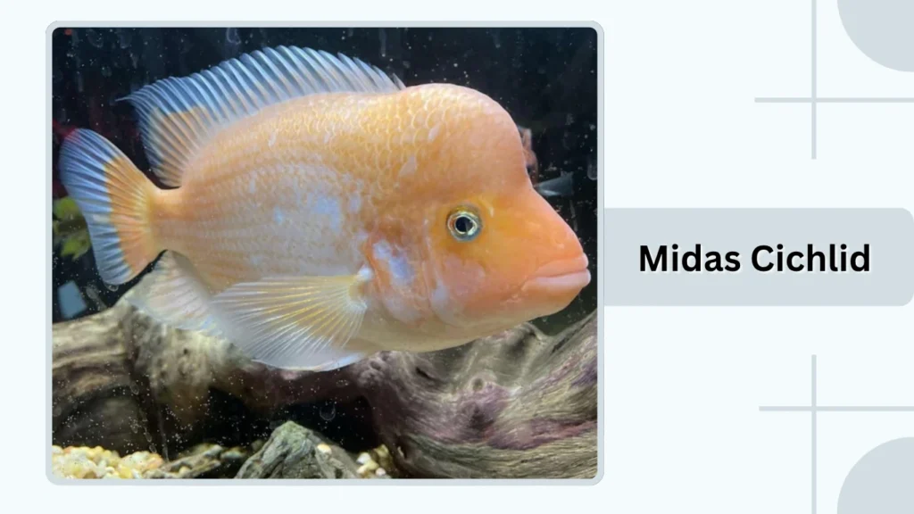 Midas Cichlid