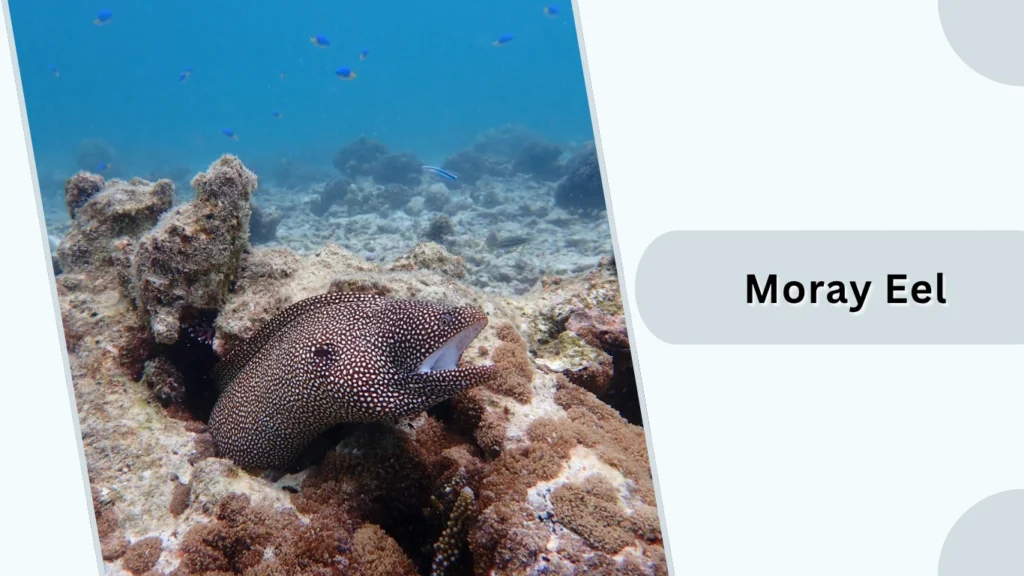 Moray Eel