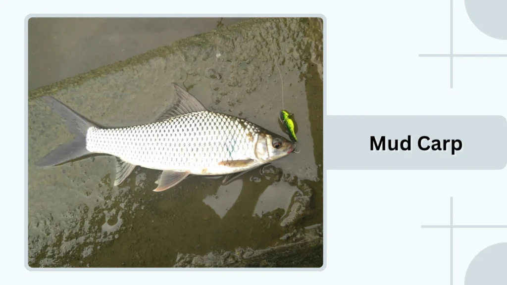 Mud Carp
