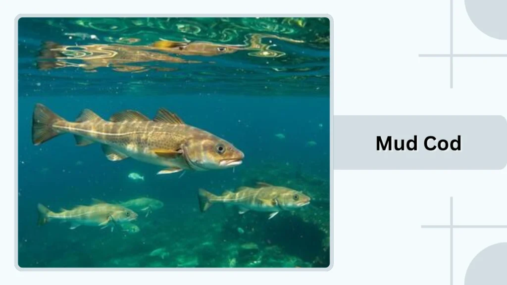 Mud Cod