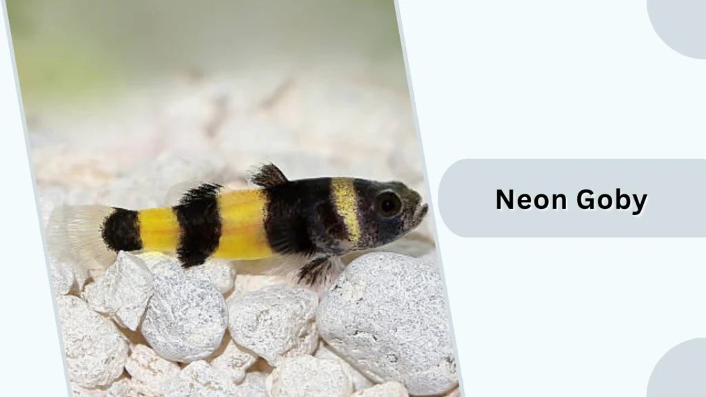 Neon Goby