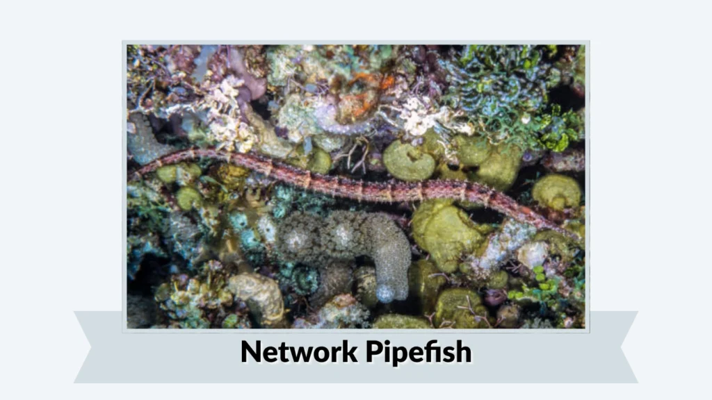 Network Pipefish