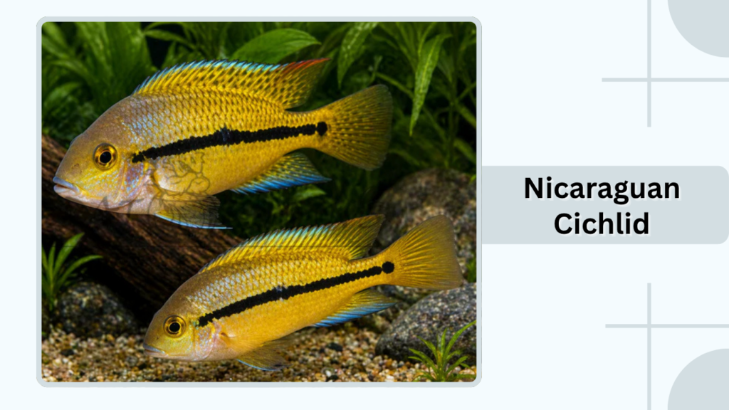 Nicaraguan Cichlid