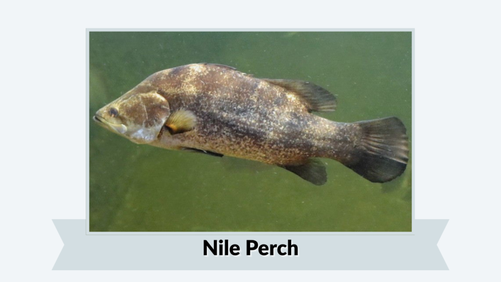 Nile Perch