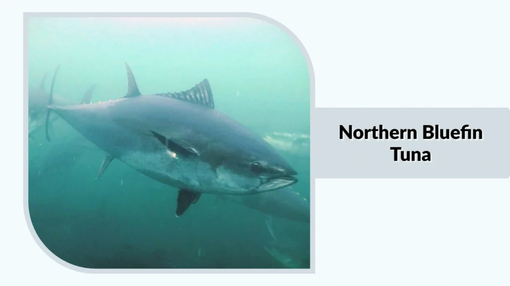 Northern Bluefin Tuna