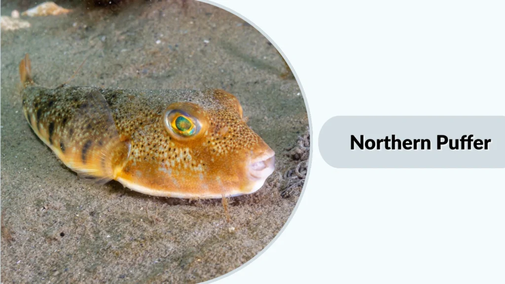 Northern Puffer