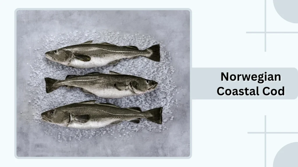 Norwegian Coastal Cod