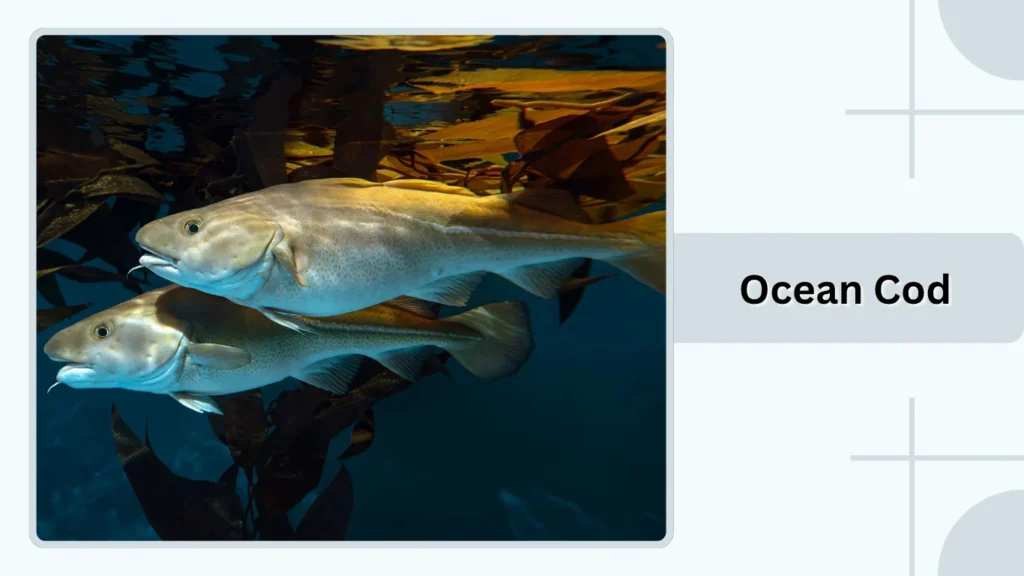 Ocean Cod