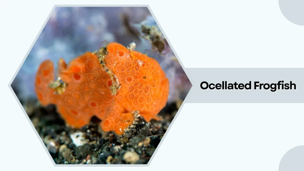 Ocellated Frogfish
