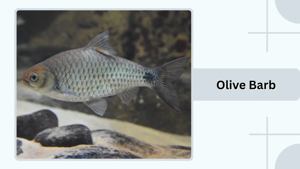 Olive Barb