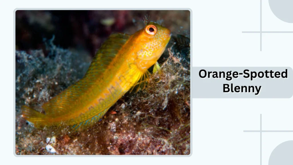  Orange-Spotted Blenny