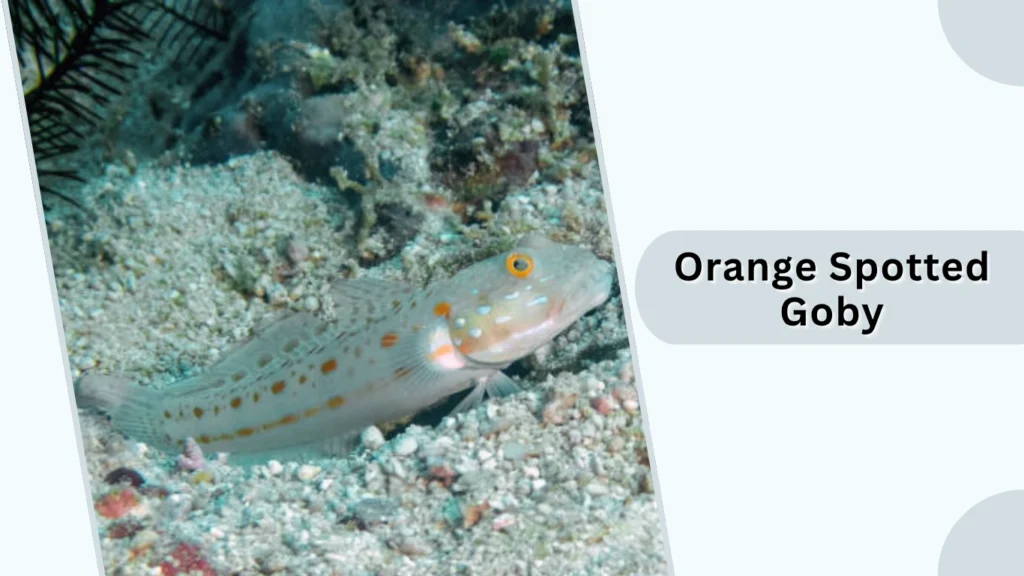 Orange Spotted Goby