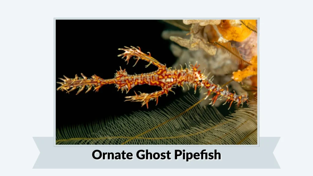Ornate Ghost Pipefish
