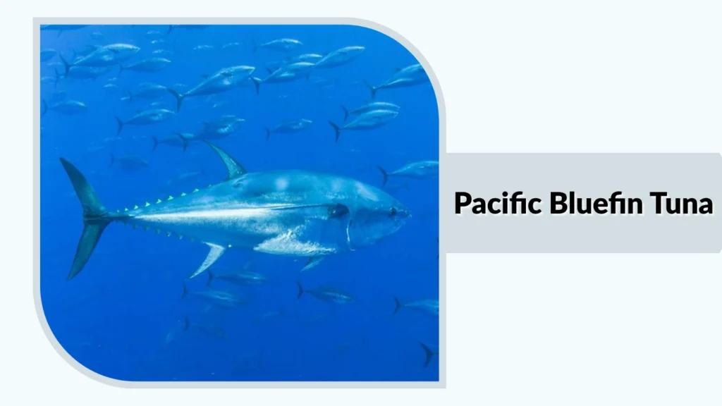 Pacific Bluefin Tuna