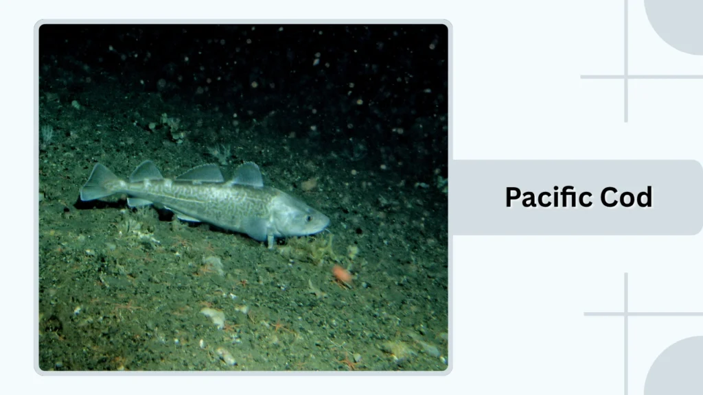 Pacific Cod